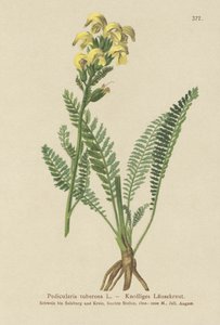 長いくちばしの黄色のシラミ（Pedicularis tuberosa） 作： German School