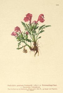 シラミ（Pedicularis geminata、Pedicularis Portenschlagii、Pedicularis pumila） 作： German School