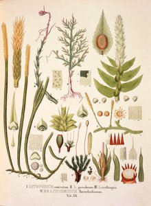 LycopodiumとBrachymenium、表XX（Johann Baptist Von SpixとCarl Friedrich Von Martiusの「Plantarum Cryptogamicarum Brasiliensium」より）。 作： German School