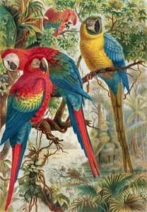 コンゴウインコ、ブレームスティアレーベンのプレート：Allgemeine Kunde des Tierreichs、vol.5、p.60、Bibliographisches Institut、1892年発行 作： German School