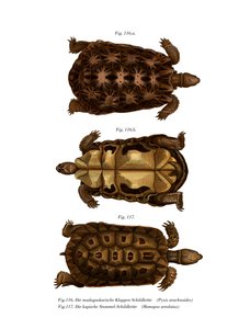 マダガスカル産クモガタ（カラーリトグラフ