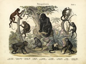 哺乳類、1860年頃 作： German School