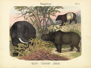 哺乳類、1860年頃 作： German School