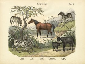 哺乳類、1860年頃 作： German School
