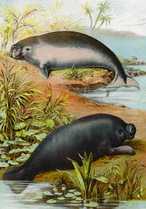 マナティーとジュゴン、1880年頃