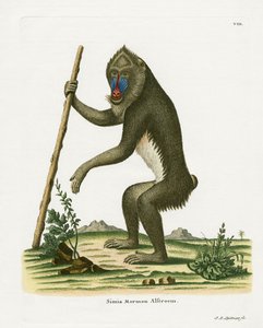 マンドリル（カラー刻印 作： German School