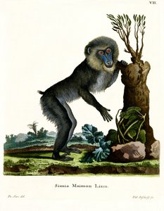 マンドリル（カラー刻印 作： German School