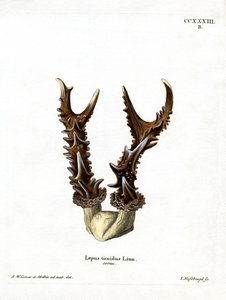 Maountain Hare Antlers (Colored engraving)