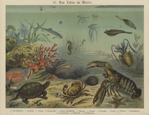 海洋生物（カラー写真 作： German School