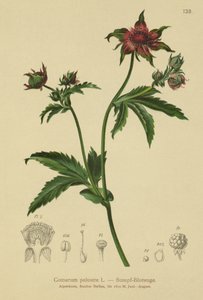 マーシュチンクエホイル（Comarum palustre、Potentilla palustris） 作： German School