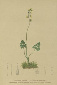 草原通り（Thalictrum alpinum） 作： German School