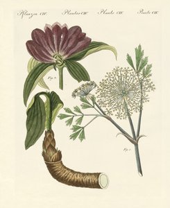 医療用植物（彩色された彫刻 作： German School