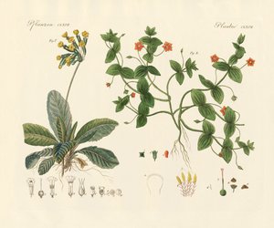 医療用植物（彩色された彫刻 作： German School