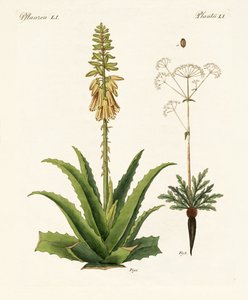 薬用植物 作： German School