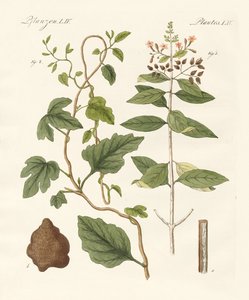 薬用植物 作： German School