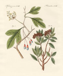 薬用植物 作： German School