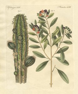 薬用植物 作： German School