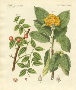 薬用植物 作： German School