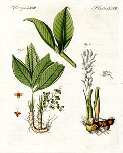 薬用植物