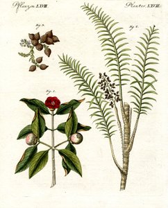 薬用植物 作： German School