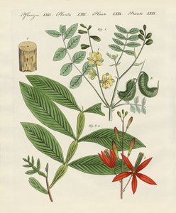 薬用植物