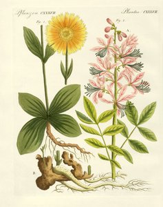 薬用植物 作： German School