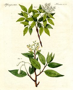 薬用植物