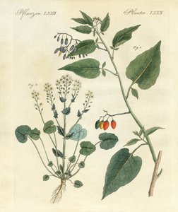 薬用植物 作： German School