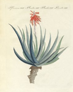 薬用植物 作： German School