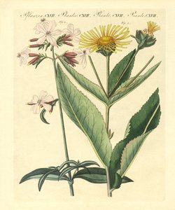 薬用植物 作： German School