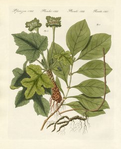 薬用植物 作： German School