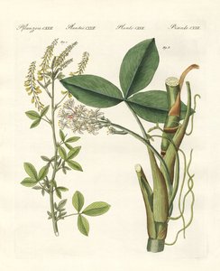 薬用植物 作： German School