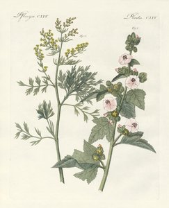 薬用植物 作： German School