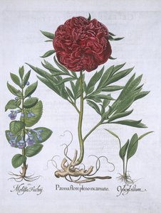 メリタス、牡丹、およびOdontoglossum、Hortus Eystettensis、バジルベスラー（1561-1629）パブ。 1613（手描きの彫刻） 作： German School