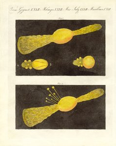 流星（カラー彫刻 作： German School
