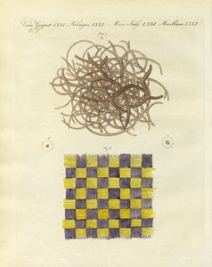 海綿とクラゲの顕微鏡写真（彩色済み彫刻 作： German School