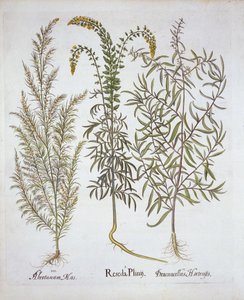 Hortus Eystettensis出身のMignonette、Southernwood、Tarragon、Basil Besler（1561-1629）、パブ。 1613（手塗りの彫刻） 作： German School