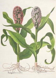 ミレー：1.ソルガムの赤い果実; 2.バジル・ベスラー（1561-1629）によるEystettensisからのソルゴホワイトフルーツ、パブ。 1613 作： German School