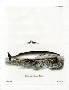 ミンククジラ（彩色済み彫刻 作： German School