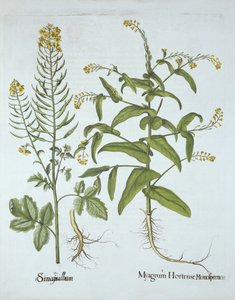 Hortus Eystettensisのマイタークレスとホワイトマスタード、バジルベスラー（1561-1629）、パブ。 1613（手塗りの彫刻） 作： German School