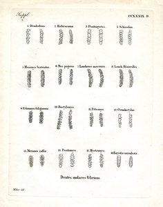 臼歯（彩色済み彫刻 作： German School