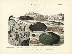 軟体動物、1860年頃（カラーリトグラフ）