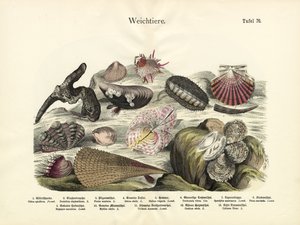 軟体動物、1860年頃 作： German School