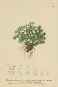 Mossy Cyphel（Cherleria sedoides、Minuartia sedoides、Alsine Cherleri） 作： German School