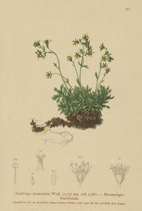 苔むしたロックフォイル 作： German School