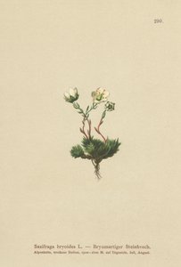 苔状のSaxifrage（Saxifraga bryoides）