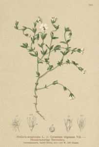山ハコベ（Stellaria cerastioides、フローラトライアングル）