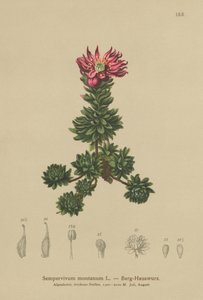 マウンテンハウスリーク（Sempervivum montanum） 作： German School