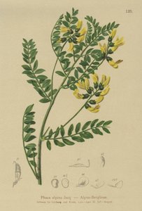 山レンズマメ（Phaca alpina、Astragalus alpinus、Astragalus penduliflorus、Colutea alpina、Phaca alpina、Tragacantha penduliflora） 作： German School