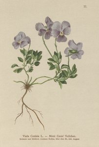 山Cenis Pansy（Viola Cenisia） 作： German School